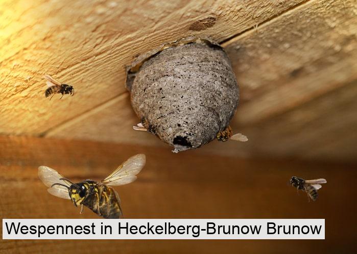 Wespennest in Heckelberg-Brunow Brunow
